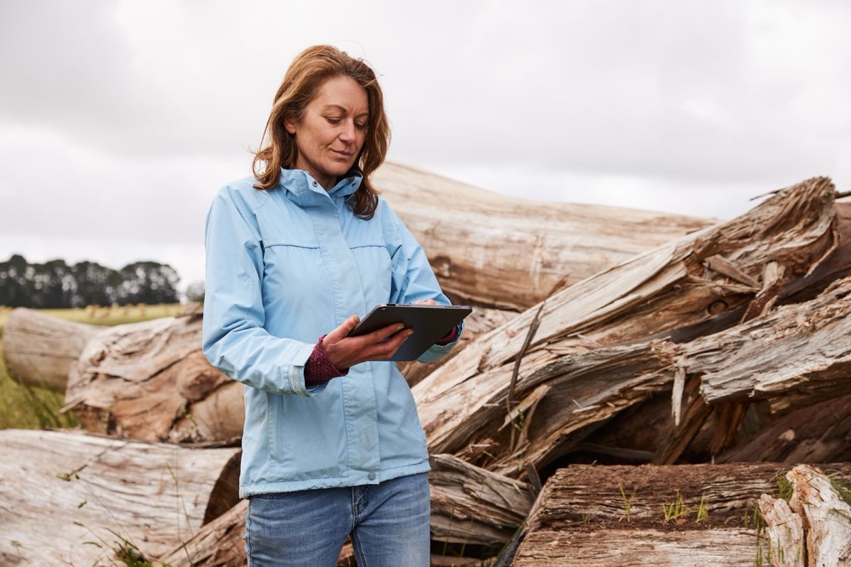 Forestry worker assessing a logging operation